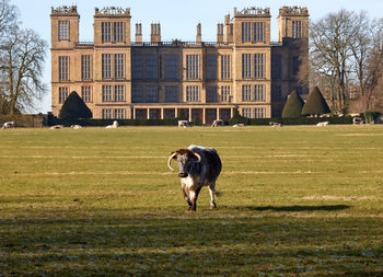 Hardwick hall bull This landscape photograph, taken in late morning during the winter, shows a bull in the foreground grazing in a frosty field among a group of cows. The bull is in front of the prominent architecture of Hardwick Hall, a well-known Elizabethan manor house located in Derbyshire, United Kingdom. The building, an iconic National Trust property, is framed by landscaped gardens and parkland, reflecting the historical significance and grand design typical of Elizabethan estates in England.